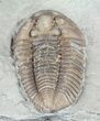 Prone, Flexicalymene Trilobite - Ohio #61004-3